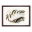 Australian Egret by Elizabeth Gould - Single Picture Frame Painting-55456813-55456812