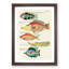 East Indies Fish Illustrations XVII by Louis Renard - Picture Frame Graphic Art Print-55537348-55537349