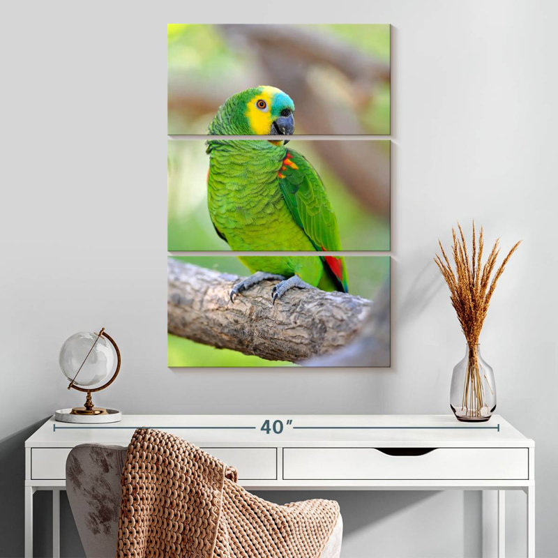 Amazone à front turquoise Brampt, H 32 po x l 20 po