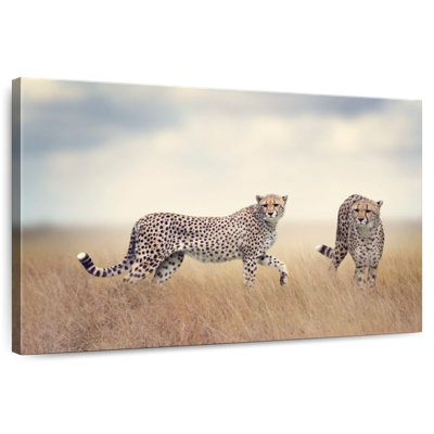 Wild Cat Pair