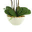 Orchids Arrangement in Vase-1065780099