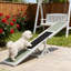 Balançoire à bascule pour animaux de compagnie Pet Agility