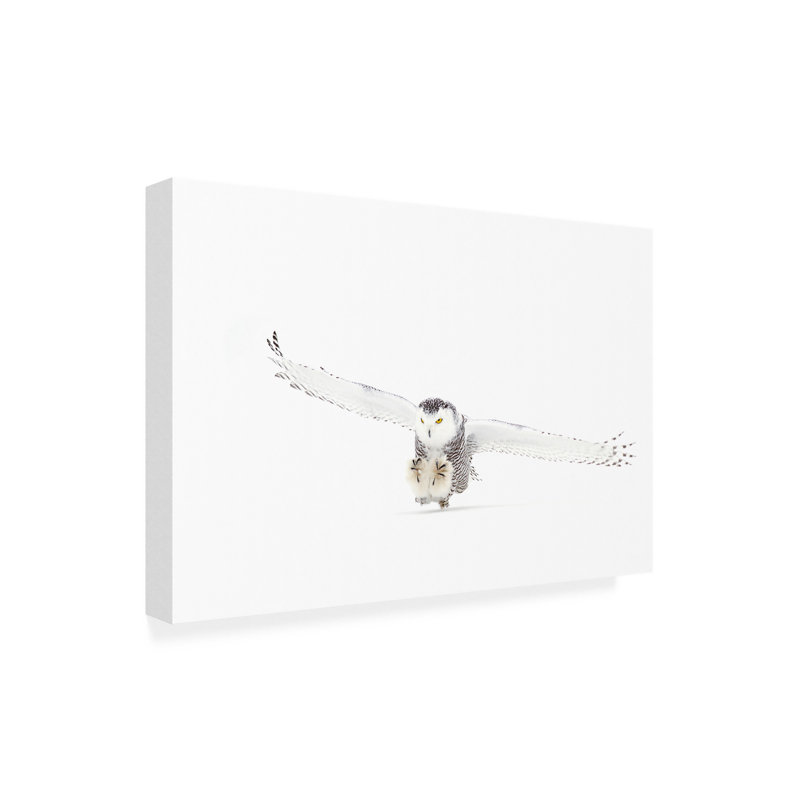 Art sur toile Jim Cumming Snowy Owl, H 12 po x l 19 po