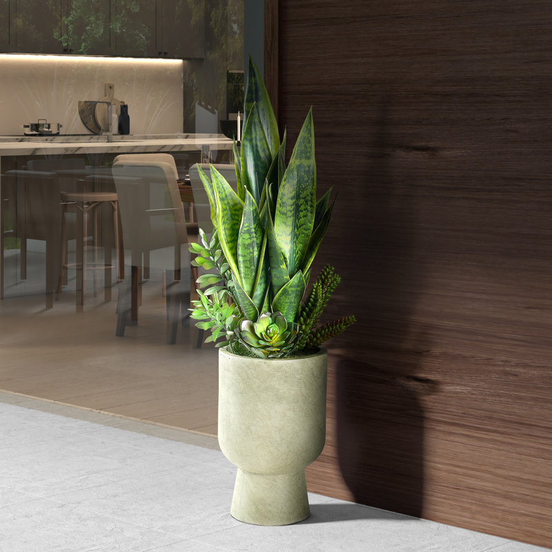 Snake Plant and Succulents dans un pot à fleurs Romelia