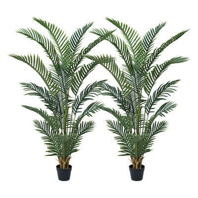Adcock Palm Tree in Pot