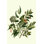 " Laurel Branch " Painting Print