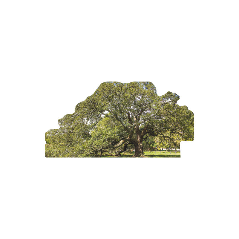 SP13161 Emancipation Oak Virginia Emancipation Proclamation