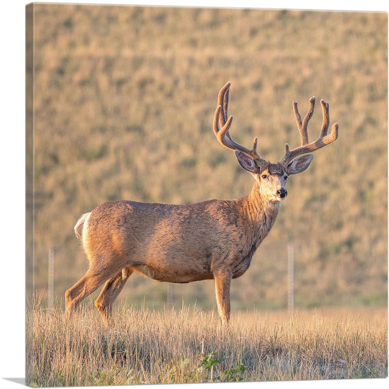 Deer in Wild Field Home Decor - Reproduction de photo sur toile tendue, H 26 po x l 26 po x P 1,5 po