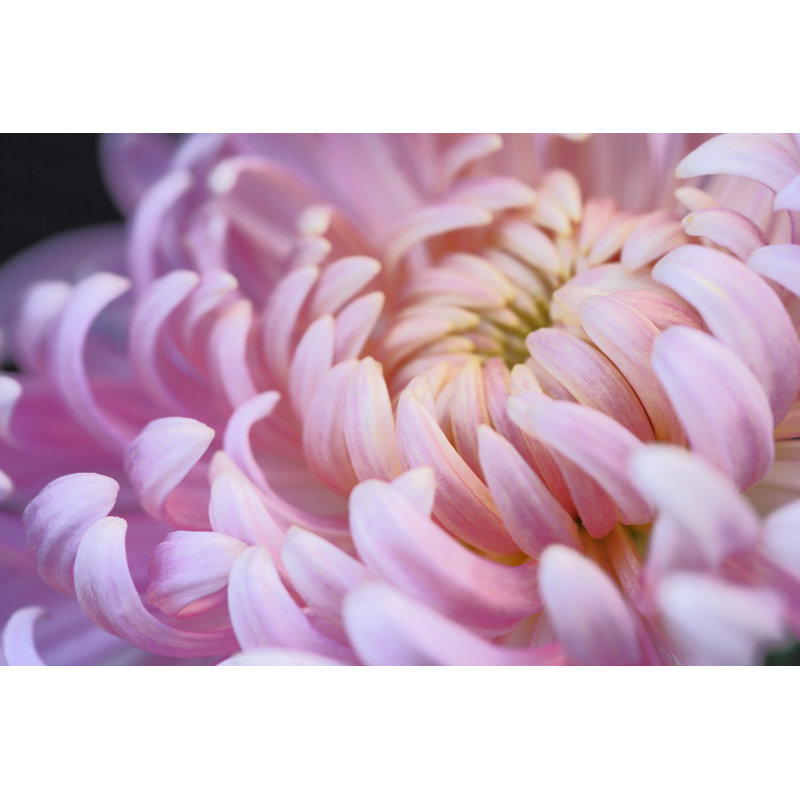 Chrysanthemum Flower - Wrapped Canvas Print, 61cm H x 91cm W