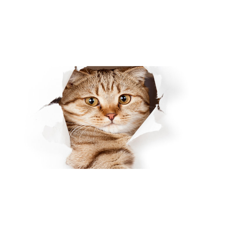 Cat - Wrapped Canvas Print