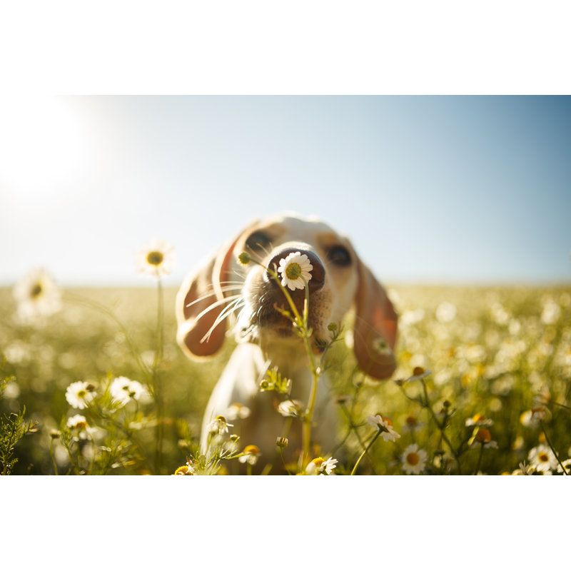 Dog Smelling by Capuski - Wrapped Canvas Print, 51cm H x 76cm W