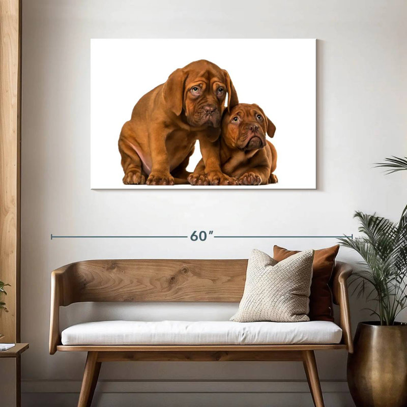Chiots mastiff français