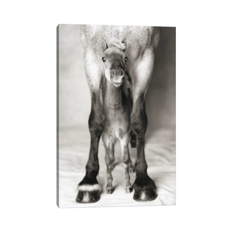 Jumbo And Nippa by Rachael Hale - Print on Canvas, 30.48 cm H x 45.72 cm W, Wrapped Canvas