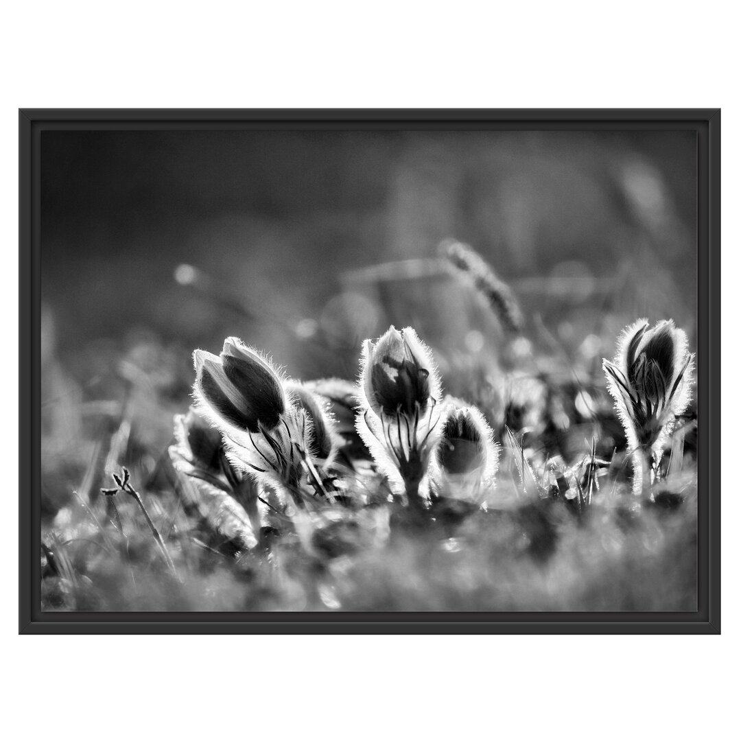 Gerahmtes Wandbild Lila Küchenschelle auf Bergwiese