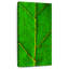 Feuille verte-515060858