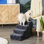 Escalier pour chat 4 marches, chats / chiens, escalade sur lit, gris foncé