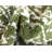 Giverny Oriental Indoor Rug-2094242170
