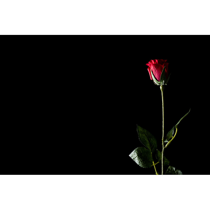 Rose rouge - photographie sur toile tendue, H 12 po x l 18 po
