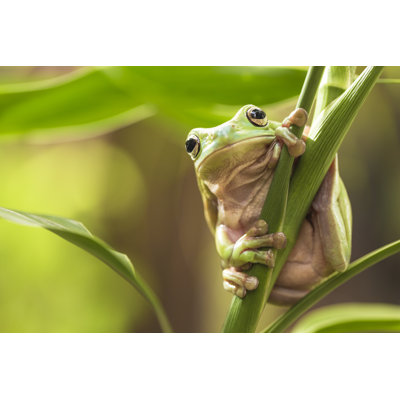 " Green Tree Frog " by Andrewlam