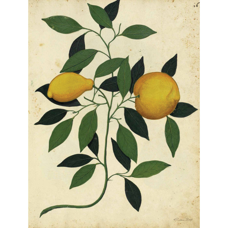 Citrons, H 18 po x l 12 po