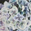 Fleurs d'hortensia colorées - impression encadrée verte-1917711851