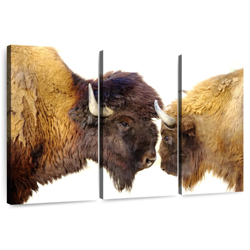 Bramison Bisons I, H 32 po x l 50 po