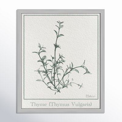 Jeanette "Thymus Vulgaris" Print