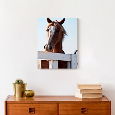 Curious Horse sur toile