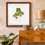 «Pressed Clover II», reproduction encadrée de qualité supérieure - prête à être accrochée-1334880158-1334880154-1334850714