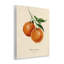 «Orange Fruit Portrait», plaque murale par Danielle Murray