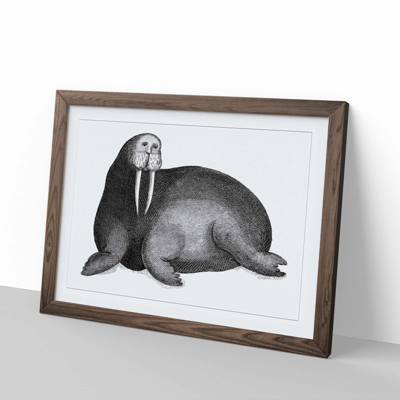 Walrus in Black & White by George Shaw - Picture Frame Drawing Print, Walnut Framed, 48cm H x 65cm W x 2cm D