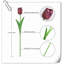 Tulip Arrangement-1226906767