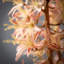 Eremurus Arrangement-2087499654