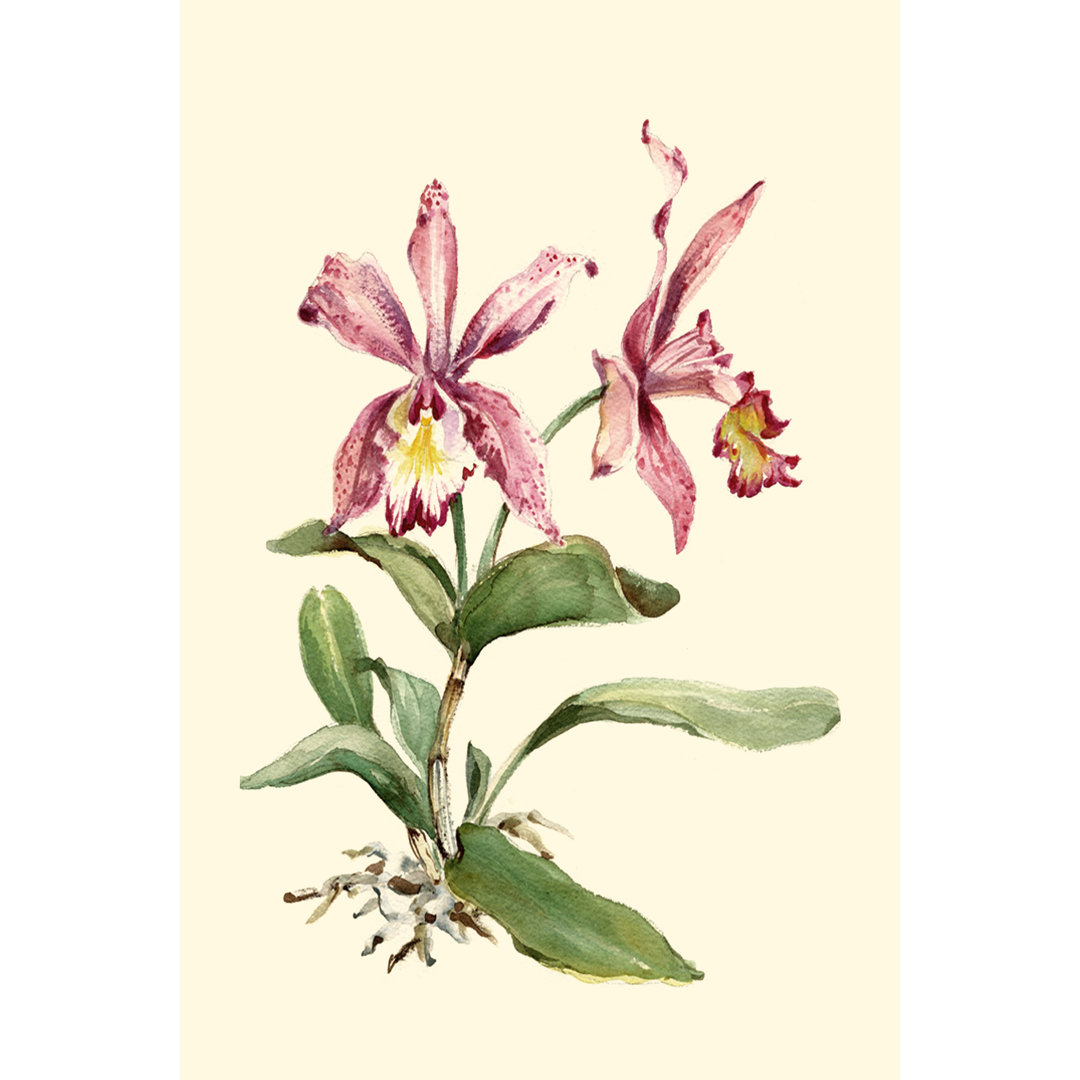 Pink Cattleya Orchid by Joy Waldman - Wrapped Canvas Painting