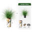 Arbre à oignon en soie - Plantes artificielles dans la décoration de sol extérieure moderne-97818061