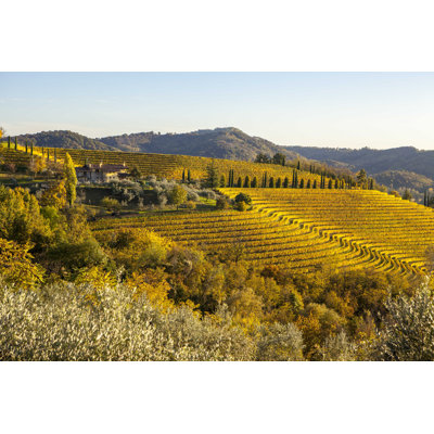 " Vineyard In Autumn In Collio Region, Italy "
