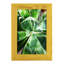 Green Tropical Succulent II - reproduction d'un seul cadre photo-446726540-446726539