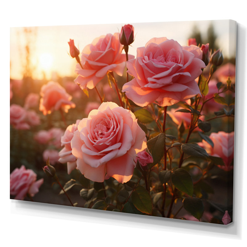 Champ de roses roses avec coucher de soleil, H 12 po x l 20 po x P 1 po, Toile tendue