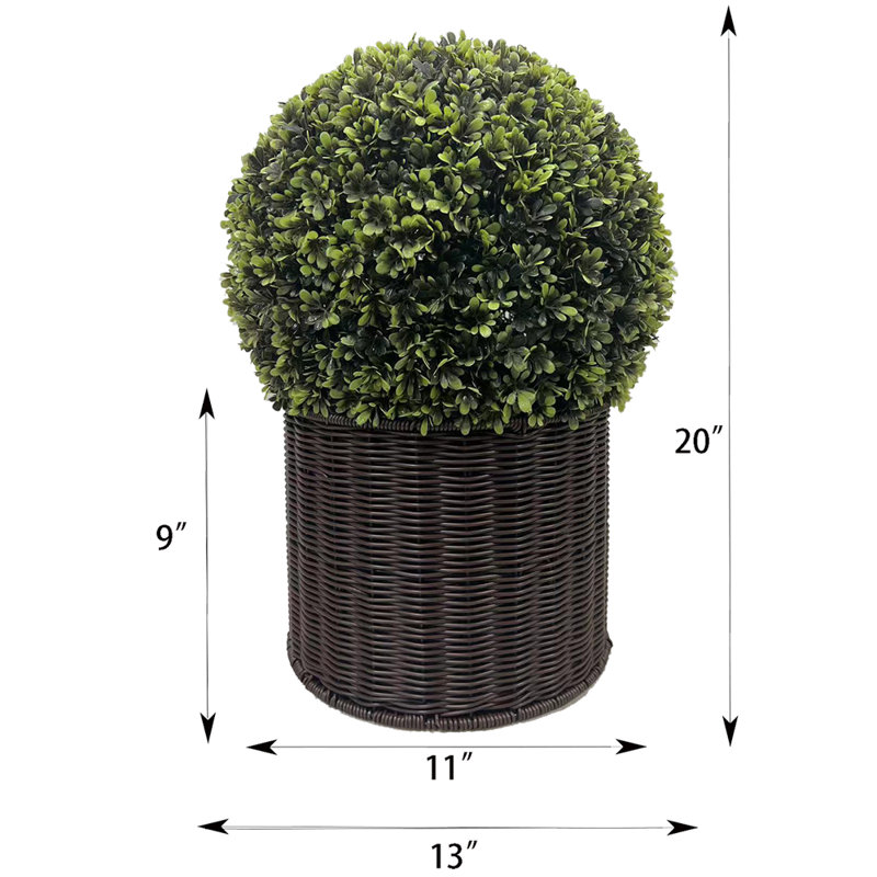 20 plantes