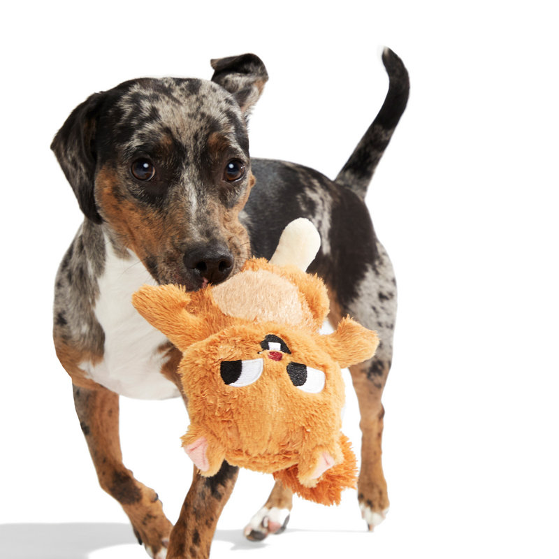 Best Of Bark Box Accessories