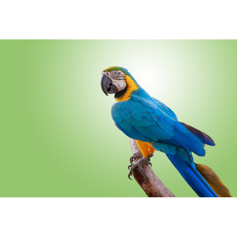 The Pretty Parrot On Branch. - Wrapped Canvas Print, 20cm H x 30cm W x 3.8cm D