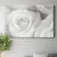 Rose Études II - reproduction sur toile tendue-977441091