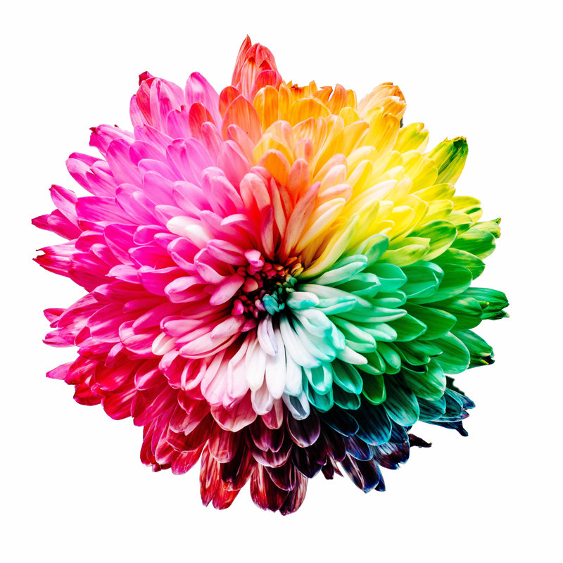 Rainbow Flower - Wrapped Canvas Print, 51cm H x 51cm W x 3.8cm D