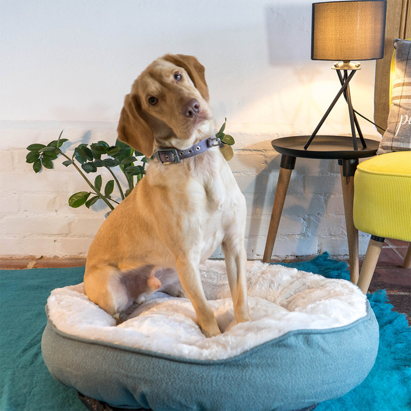 Anabelle Polyester Pet Bed, 25cm H x 70cm W x 70cm D