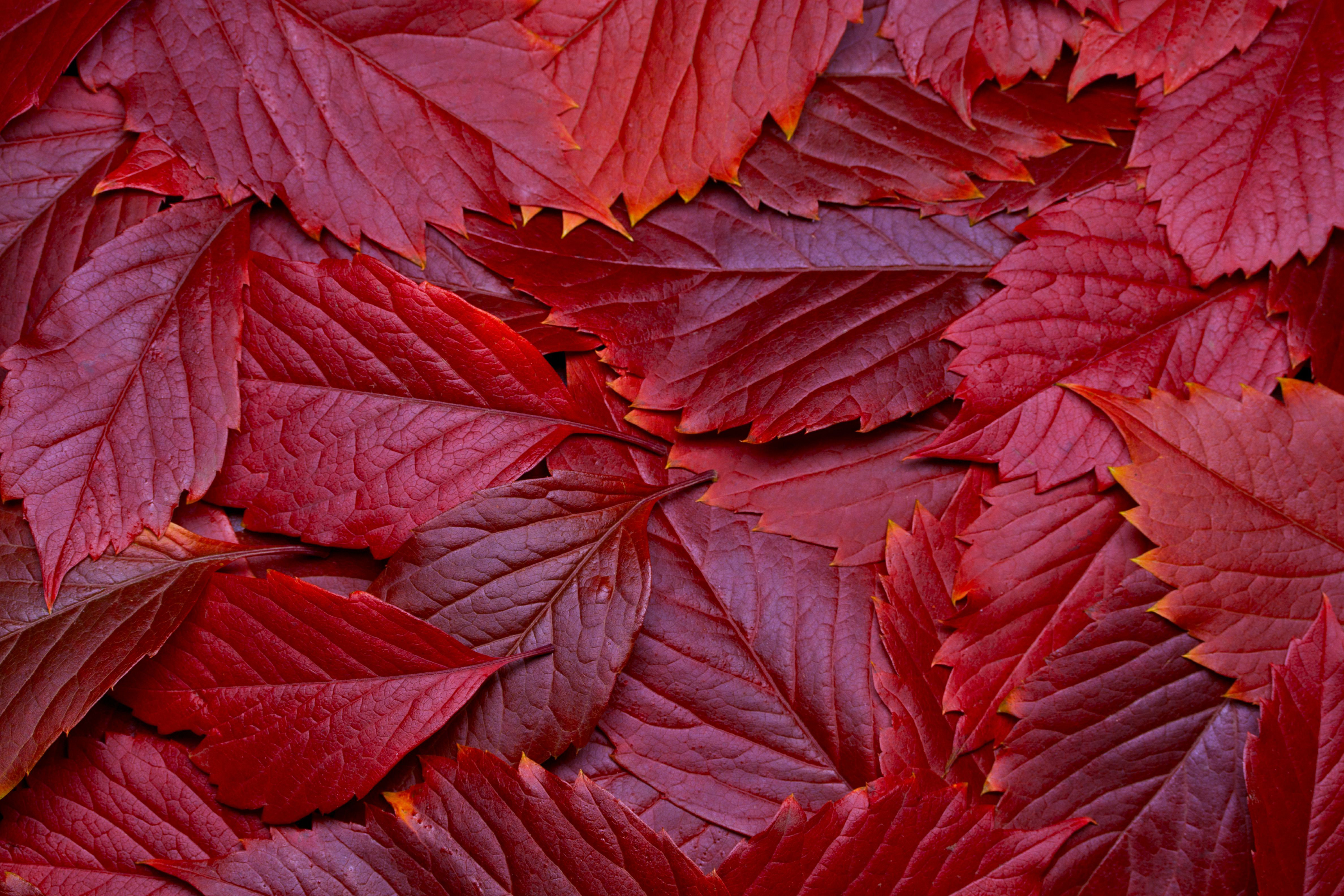 Ebern Designs Autumn Leaves - Wrapped Canvas Photograph | Wayfair