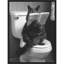 «Throne Room Cat» par Hostetter, reproduction d'art sur toile encadrée-87653538