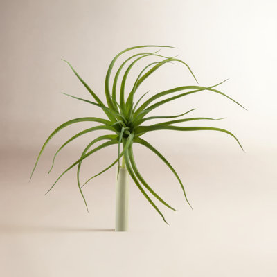 Tillandsia Floral Stems