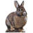 Mignon lapin mignon en carton
