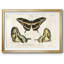 «Crackled Butterflies I», impression sur papier-266863429-266863430