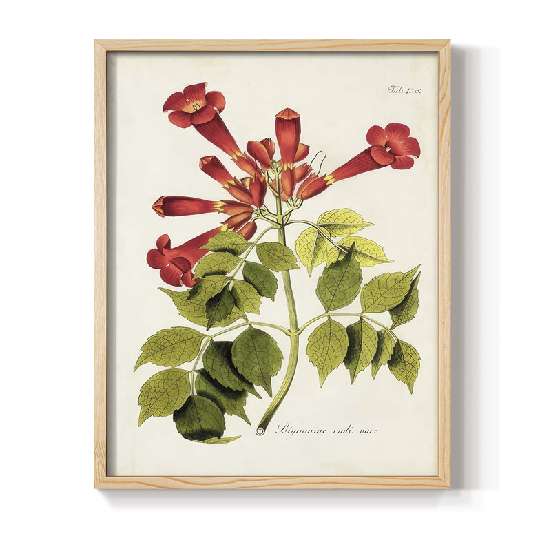 «Tropical Trumpet Flowers II», reproduction encadrée - bois massif, H 30 po x l 24 po, Naturel